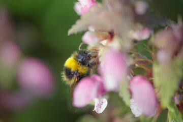 Canvas Print - European bee sucking pollen and nectar