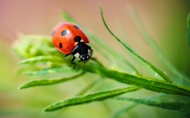 Wall Mural - red ladybug on a green leaf in the grass, close-up blurred