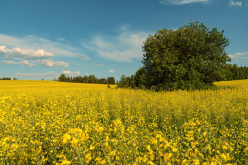 Wall Mural - A blooming rapeseed field of bright yellow flowers, forest and sky.