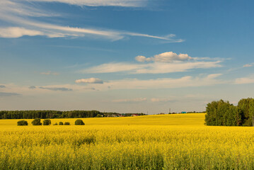 Canvas Print - A blooming rapeseed field of bright yellow flowers, forest and sky.