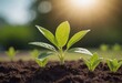 © Алексей Ковалев - The seedling are growing from the rich soil to the morning sunlight that is shining, ecology concept.
