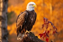 A Bald Eagle Sitting On A Log
