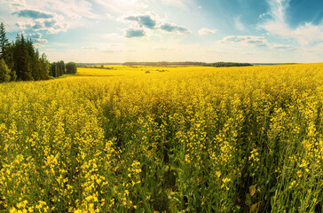 Canvas Print - A blooming rapeseed field of bright yellow flowers, forest and sky.