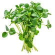 Photo of watercress isolated on transparent background