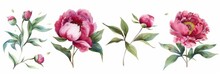 Watercolor Peonies With Dark Pink Hues On White Background Generative AI