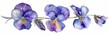 Watercolor Painting of a Viola Flower on White Background Generative AI