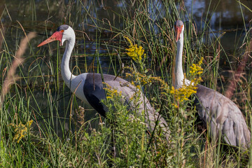 Canvas Print - The wattled crane (Grus carunculata)