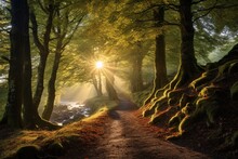 A Path Through A Forest With Trees And Sun Rays