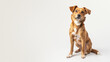 A curious mixed breed dog sitting on a white background, turning head with inquisitive expression