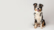 A vibrant Australian Shepherd smiling wide, showing its friendly temperament against a seamless white studio background