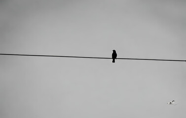 Low angle view of bird perching on cable against clear sky, bird perching on wire with sky background in black and white tone