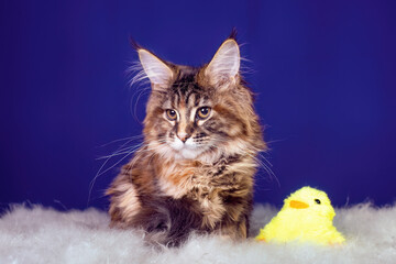 Wall Mural - Adorable cute maine coon kitten on blue background in studio, isolated.