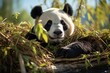 Panda bear relaxes between Bambus in its natural habitat., generative IA