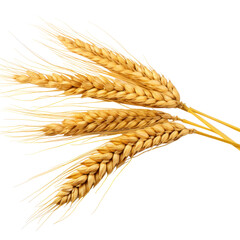 Poster - Ear of wheat Isolated on transparent background