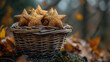 A fabulous basket with stars in the autumn woods