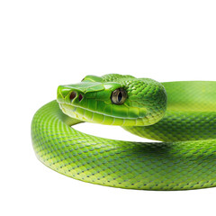 Green snake Isolated on transparent background