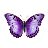 Fototapeta Motyle - Purple butterfly isolated on transparent background