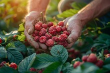 Weathered hands tenderly holding a cluster of ripe raspberries surrounded by lush green leaves in soft sunlight