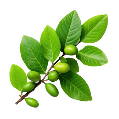 lush green guava foliage isolated on transparent background