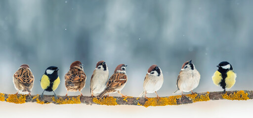 Wall Mural - small birds sparrows and titmouse sitting on a branch in a winter snowy garden