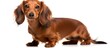 A long haired dachshund dog with a beautiful reddish coat is standing on a plain white background. The dog appears alert and confident, showcasing its unique breed features such as its elongated body