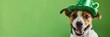 Cute dog wearing green costume for St. Patrick's Day celebration