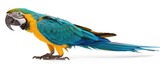 Fototapeta  - a blue and yellow parrot is standing on its hind legs and it's head turned to the side on a white background.