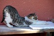 a small colorful kitten stretches on a bench