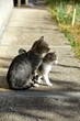 mother cat and little kitten