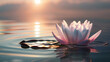 Pink lotus on the water in the sun