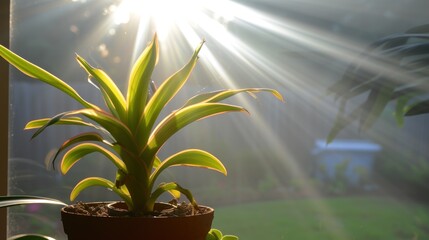 Wall Mural - a close up of a plant in a pot on a window sill with the sun shining in the background.