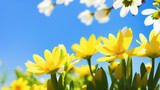 Fototapeta Tulipany - Pretty plants with yellow and white flowers with the sky in the background on a sunny day.