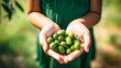 Harvesting Olives: Child's Hand with Fresh Olives