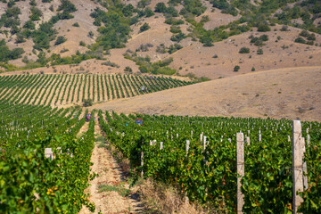 Poster - Harvesting grapes