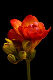 Fototapeta Tulipany - The delicacy, elegance and vibrant colors of the freesia flowers highlighted by a black background