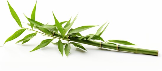 Canvas Print - This detailed close-up showcases the intricate textures and patterns of a bamboo plant against a crisp white background. The focus is on the unique features of the plant, highlighting its natural