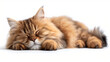 beautiful little persian orange cat laying down and sleeping