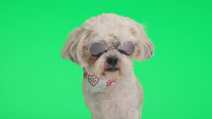 Wall Mural - lovely shih tzu metis dog is wearing sunglasses and scarf while sitting on green background looking around