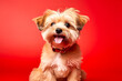 A small dog is sitting on a colored background