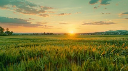 Aufkleber - A beautiful sunset over a lush green grass field. Perfect for nature backgrounds