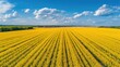 A beautiful field of yellow flowers under a clear blue sky. Suitable for various nature-themed designs