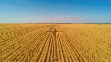 Poster - Aerial view of a field of crops, suitable for agricultural concepts