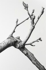 Poster - A simple and elegant photo of a tree branch. Suitable for various design projects