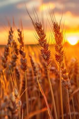 Poster - A beautiful wheat field with the sun setting in the background. Suitable for nature or agriculture concepts.