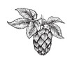 Hop cone, vector symbol of brewery engraved black and white sketch.