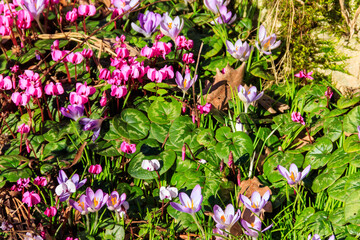 Canvas Print - Pink cyclamen flowers and purple crocuses in the garden