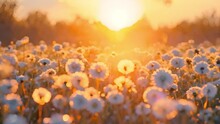 Dandelion field in beautiful colorful sunset. Fluffy dandelions glow in the rays of sunlight at sunset in nature on a meadow. Beautiful dandelion flowers in spring in a field close-up in the golden ra
