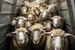 Sheep crammed subway. Fluffy wool animal passengers in metro transportation. Generate ai