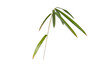 Bamboo branch with leaves isolated transparent png. Pleioblastus dwarf bambu plant.