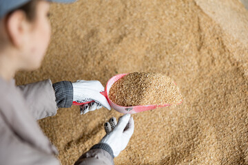 Wall Mural - Woman using a scoop to collect soy husks in an animal feed warehouse